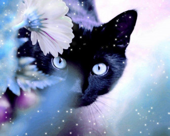 Wallpaper Black Cat For Your Desktop