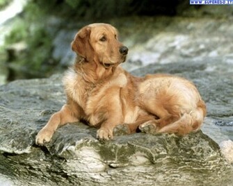 Wallpaper Golden Retriever In Alta Definizione HD