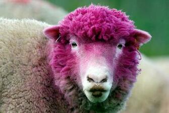 Pink Sheep