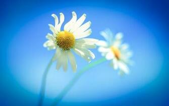 Windows Color Wallpaper HD Flowers