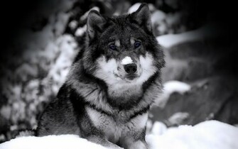 Wolf Desktop Wallpaper On Latoro