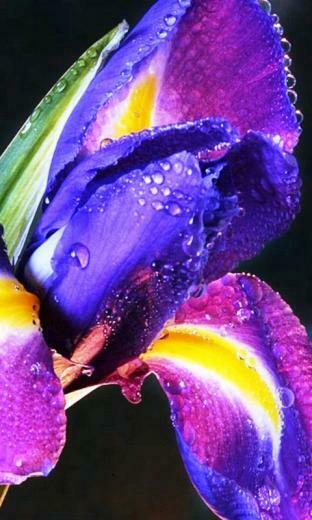 Purple Wallpaper Screensaver Pre Id