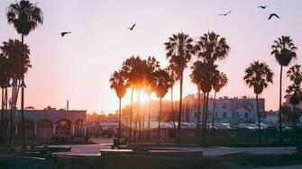 Wallpaper Palm Trees Dawn Birds Venice Beach