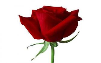Rose Wallpaper Original Best Top Desktop HD The