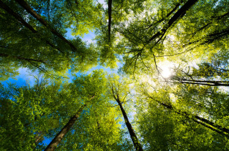 Dr Universe How Do Trees Give Us Air To Breathe Wsu Insider