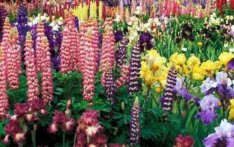 Flowers Wallpaper Flower Top Best HD For