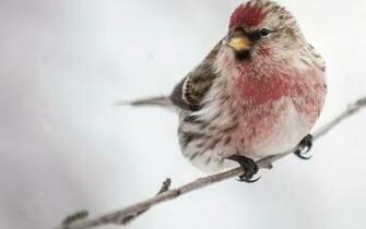 Common Redpoll HD Wallpaper Background Image Id