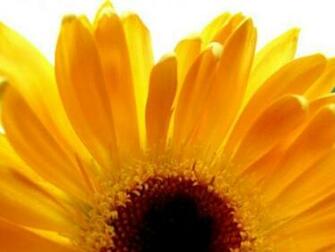 Sunflower Screensaver Screensavers