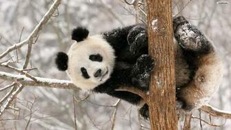 Youwall Cute Panda Wallpaper