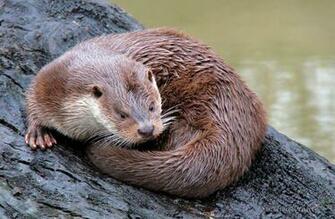 Otter HD Wallpaper Photography
