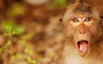 Pics Photos Funny Monkey HD Screen Saver
