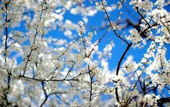 Cute Spring Wallpaper