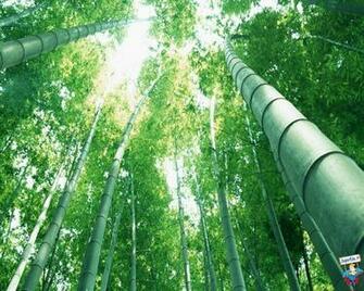 Wallpaper Nature Plant Bamboo