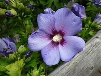Flowers Background Purple Hibiscus Desktop