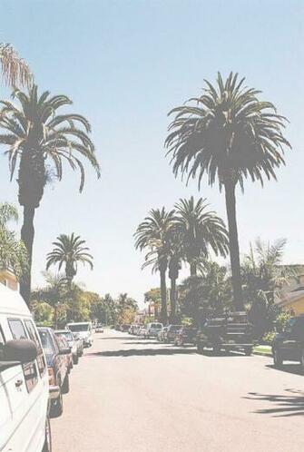 Tree Wallpaper Source Abuse Palm Trees Sunset iPhone