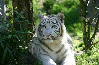 Rare White Tiger Desktop Wallpaper