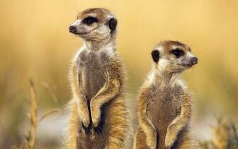 Pics Photos Meerkat Wallpaper