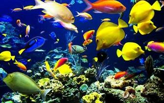 Fishes HD Wallpaper Background Image