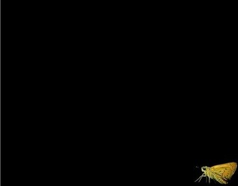 Black Background With Butterfly By Funkichkn