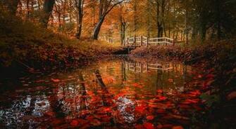 Leaves Cool Image Forest Fall Autumn Bridge Landscape Leaf