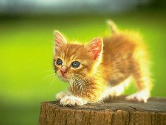 Cute Baby Kittens HD Wallpaper In Animals Imageci
