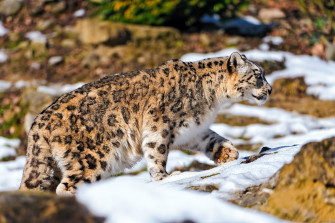 Snow Leopard HD Wallpaper