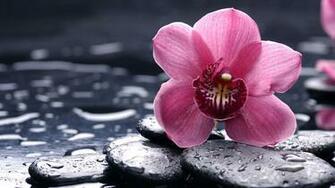 Wallpaper Orchid 5k 4k 8k HD Flowers Drops Pink