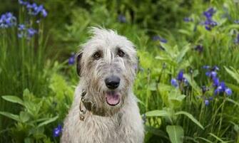 Irish Wolfhound Wallpaper