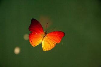 Wings Of Fire Wallpaper
