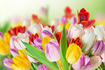Nature Tulip 4k Ultra HD Wallpaper