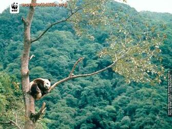 Panda W Paper The Animal Kingdom Wallpaper