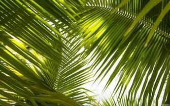 Tropical Leaves Wallpaper Background Kicking Designs