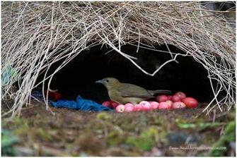 The Constant Gardener Vogelkop Bowerbird With Image Birds