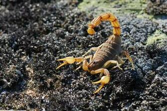 Scorpion Computer Wallpaper Desktop Background