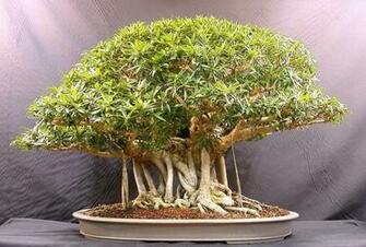 Bonsai Tree Wallpaper