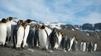 Penguin HD Wallpaper Background Image