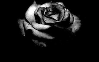 Black Rose Flower Wallpaper Wallpaperlepi