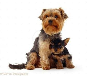 More Beautiful Yorkshire Terrier Wallpaper Flgrx Graphics