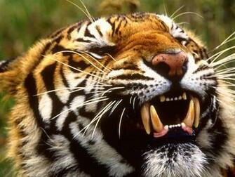 Best Desktop HD Wallpaper Tiger