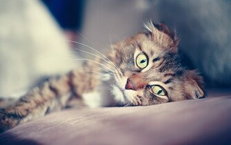 Sad Cat Face