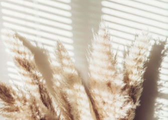 Pampas Grass Background At Ariel Sipes Wallpaper