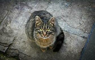 Wallpaper And Screensavers Cats Of