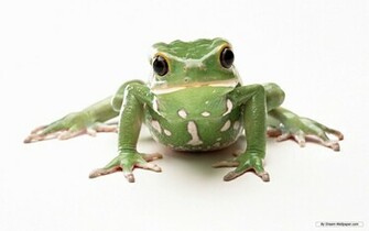 Frog Wallpaper Frogs