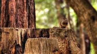 Wallpaper Squirrel Hemp Sitting Animal