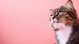 Image Cute Cat Whiskers Animal Eyes Pink Background Wallpaper