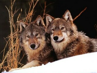 Wolf Screensaver Screensavers