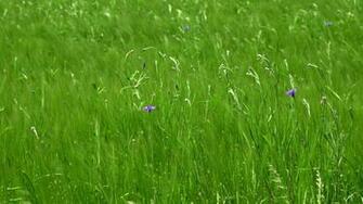 Wildflower In Spring Wallpaper