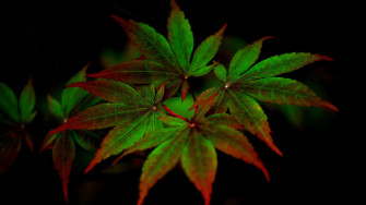 4k Marijuana Wallpaper