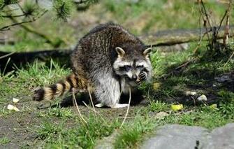 Wallpaper Raccoon Grass Sun Eating Animals