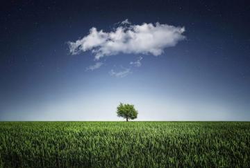 Best Early Morning Alone Tree HD Wallpaper 1920p